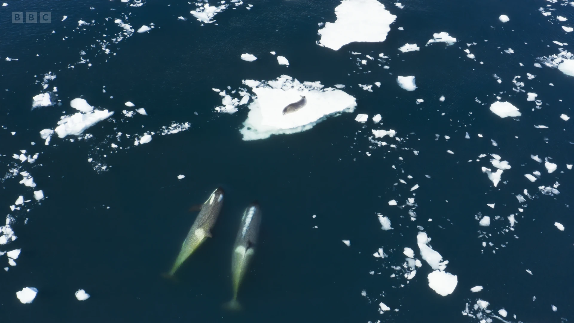 Killer whale (Orcinus orca) as shown in Frozen Planet II - Frozen Worlds